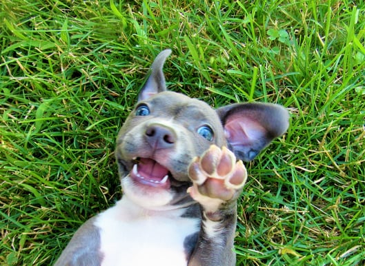 5 Brand Loyalty Program Ideas for Your Pet-Care Business