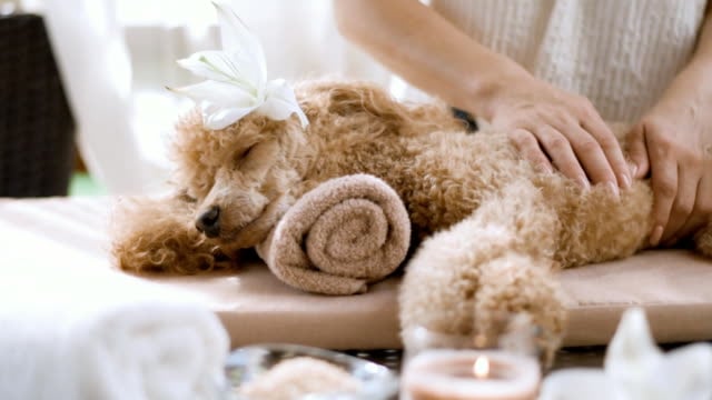 Understanding Revenue Streams in Dog Care Services