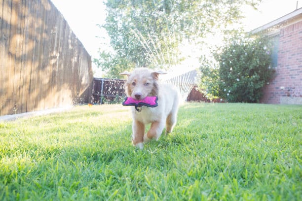 young pup playing with toy and sprinkler at dog daycare