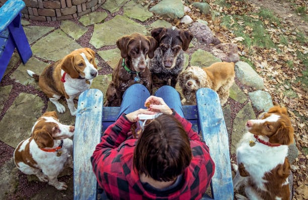 daycare owner sitting with lots of dogs at his pet business