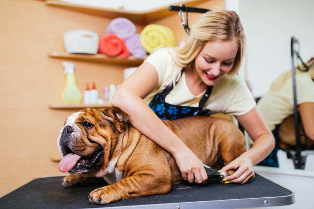 Summer Grooming Tips: Keeping Coats Cool for Your Canine Clients