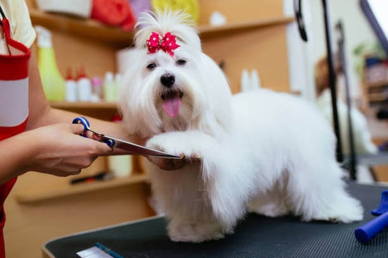 Dog grooming
