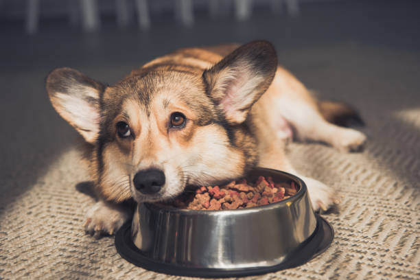 Allergies and Intolerances: Navigating Pet Diets