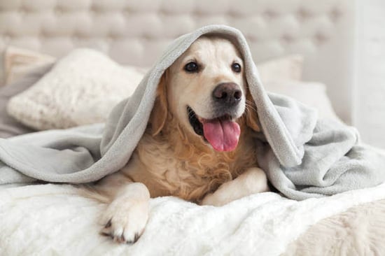 A dog sits under a blanket on a bed