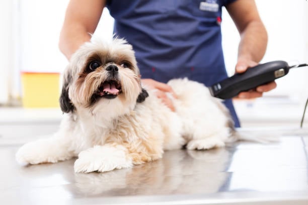 dog groomer using clippers on a pup with its tongue hanging out