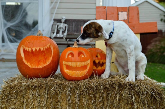 A dog sniffs a Halloween-carved pumpkin
