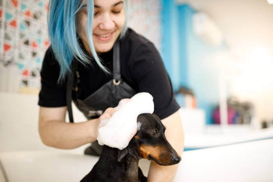 Dog grooming