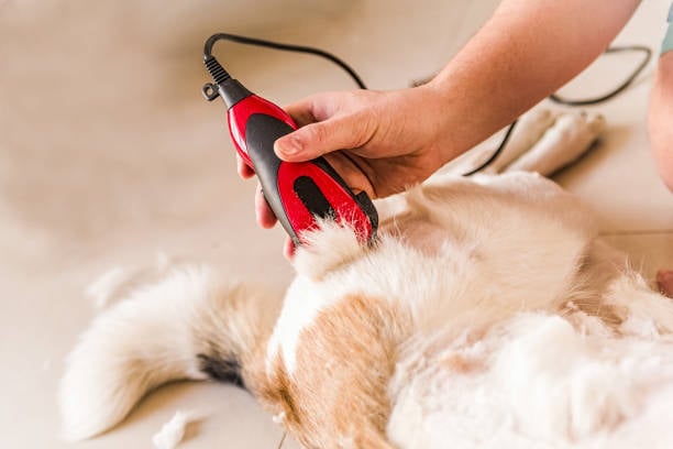 clippers used on dogs for grooming