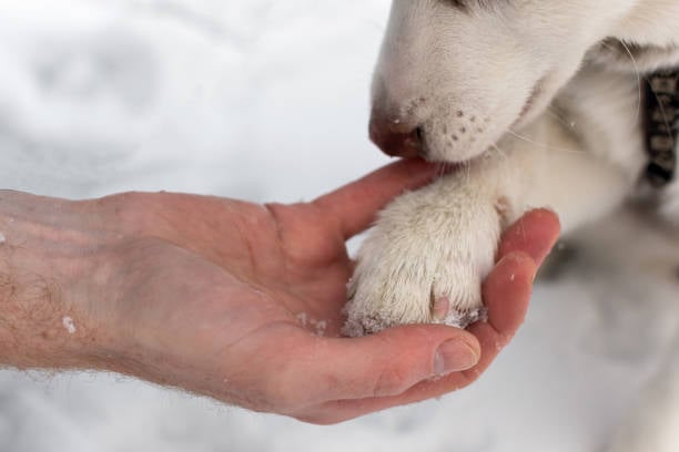 Winter Paw Care: Protecting Dog's Feet in Cold Weather