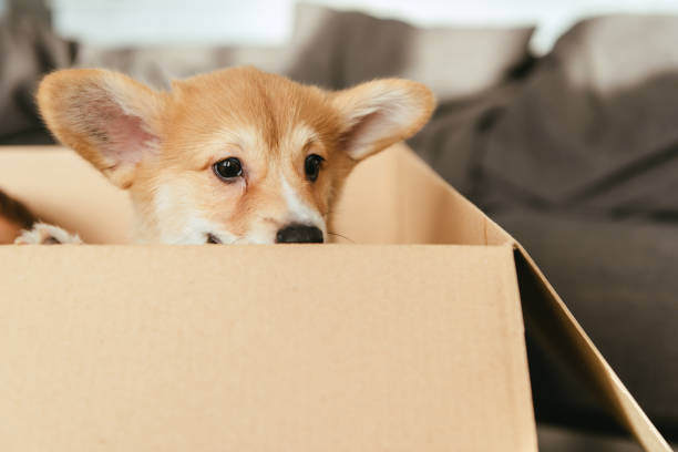 A dog sits in a cardboard box