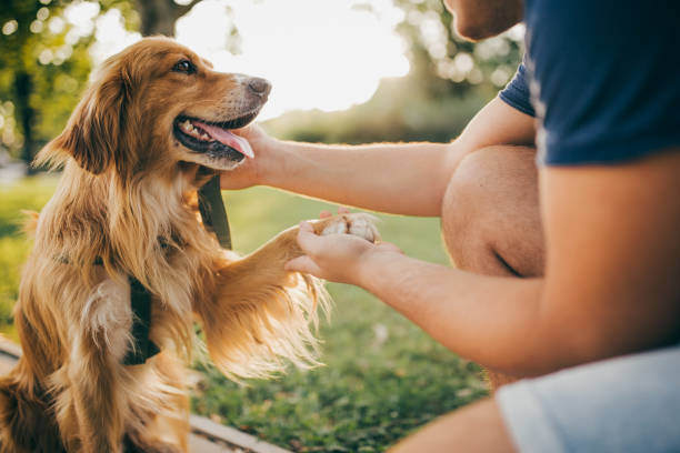 A man holds a dog's paw