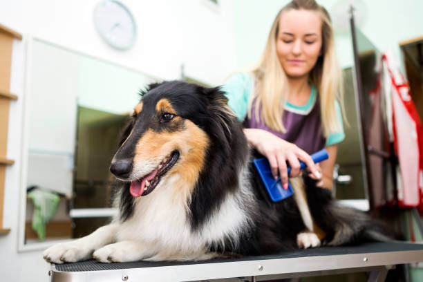 Summer Grooming Tips: Keeping Coats Cool for Your Canine Clients