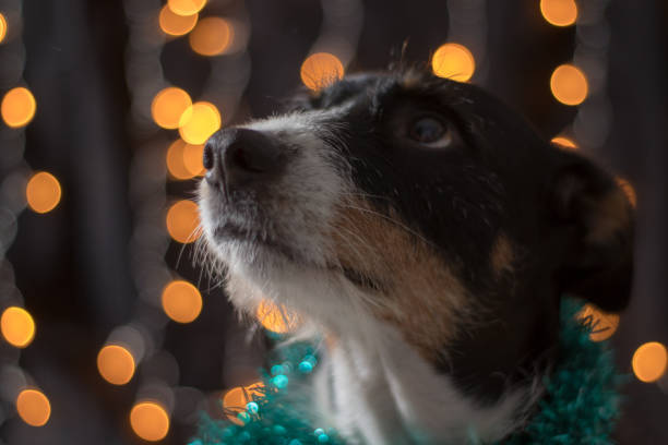 dog looking up with holiday lights twinkling in background