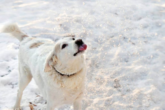 A dog sticks it's tongue out while playing in snow outside