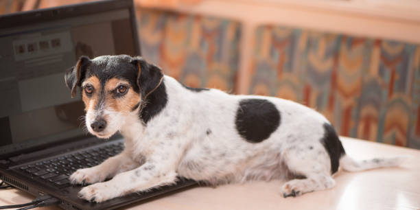 dog lying on laptop displaying pet business software