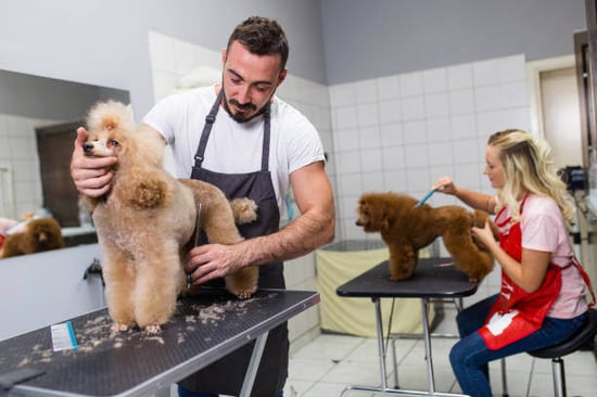 Two dogs get groomed by grooming staff