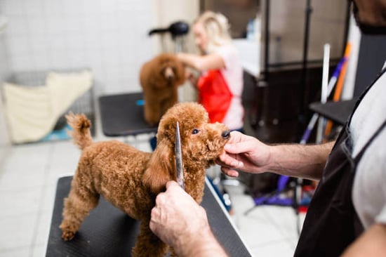 A person grooms a small dog