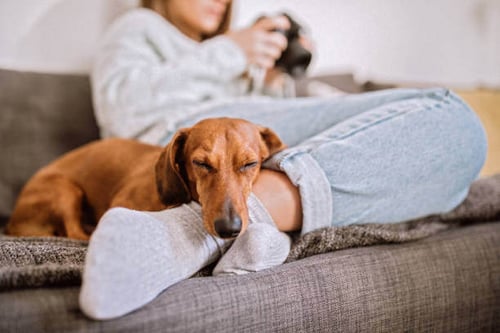 A dog sleeps next to a person on a couch