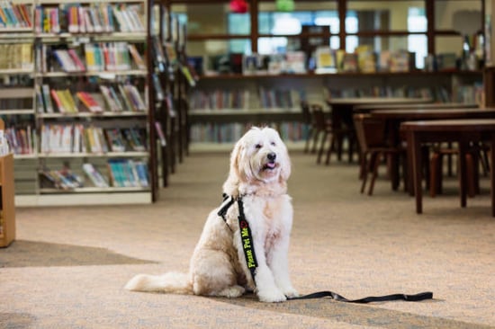 Therapy dog in library