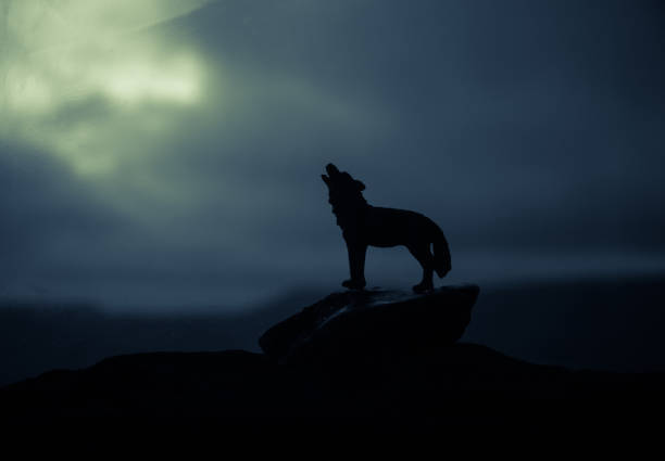 dog howling at the moon in the dark