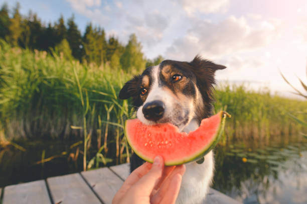 Hydration: Innovative Ways to Keep Dogs Hydrated