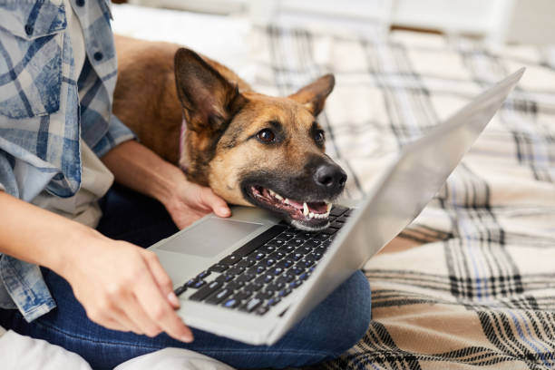 German Shepherd looking at computer