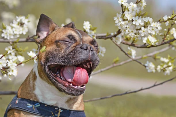 Navigating Allergies in Dogs