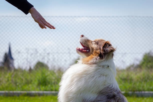 a dog trainer's hand in view with a dog following a command to sit