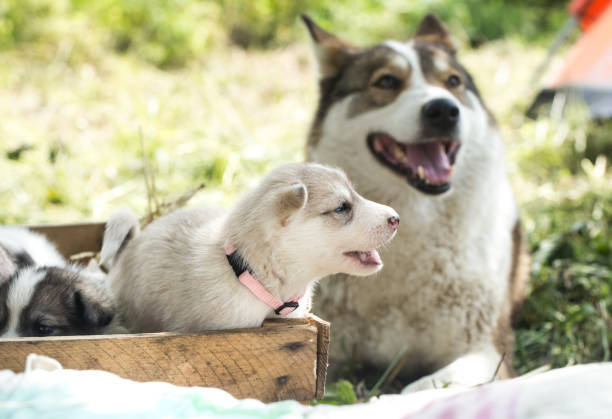 smiling senior dog with puppy outside in the sunshine