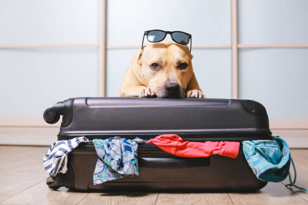 sad dog on top of suitcase