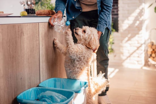 A person recycles with their dog