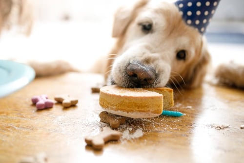 Celebrating Customer Appreciation Day at Your Pet-Care Business