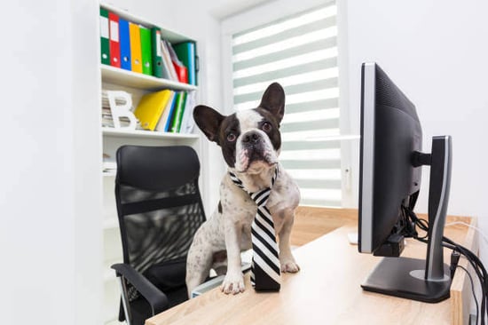 A dog sits in front of a desktop computer