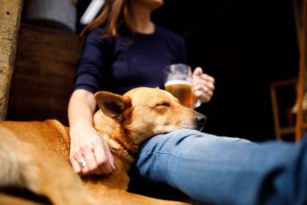 The Rise of Dog Bars as the Ultimate Socializing Hub