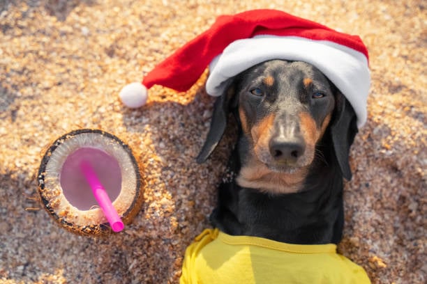 dog on beach with santa hat and drink in coconut
