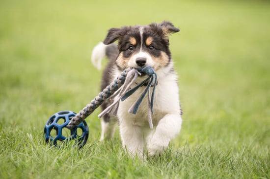 A puppy runs outside with a toy in it's mouth