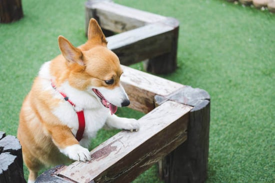 A dog sets its paws on outdoor equipment