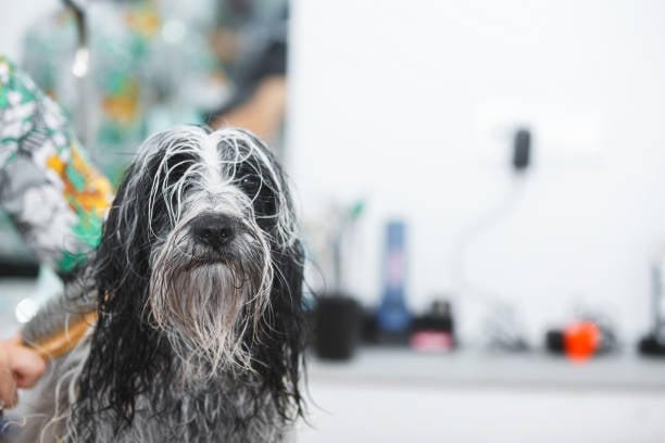 Preparing Your Dog Grooming Business for the Busy Season