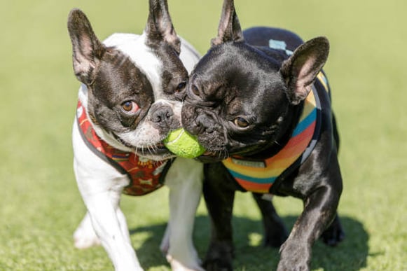 Two french bulldogs playing with a tennis ball