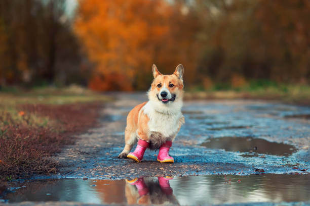 Emergency Preparedness for Summer Storms: Keeping Your Pets Safe