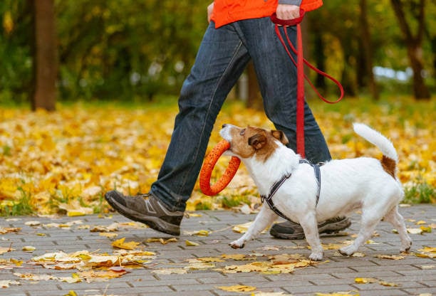 Launching a New Pet-Care Location? Streamline Every Step with Gingr