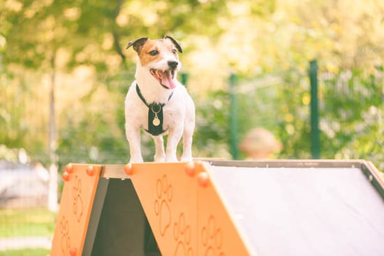 A dog stands on a dog playground