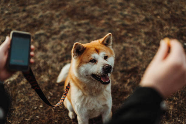 A person holds a phone in one hand and a treat in the other while their dog sits looking up at them