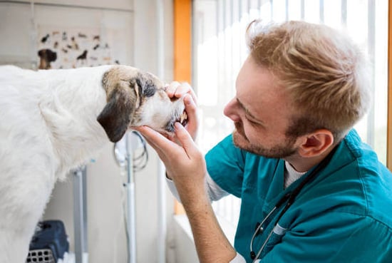 A vet looks at a dog's teeth