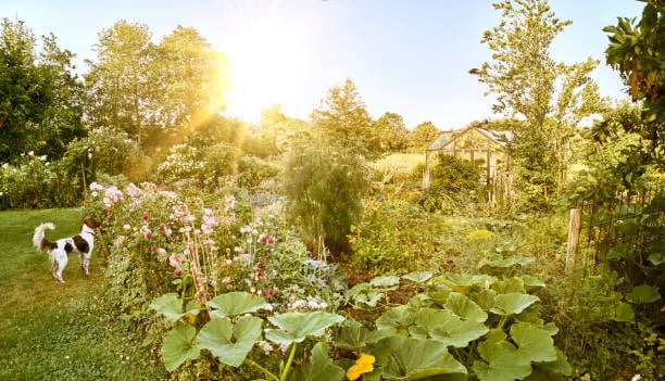 Eco-Friendly Practices in Dog Care