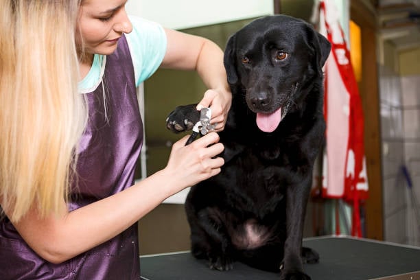 groomer trimming a dog's nails in a salon