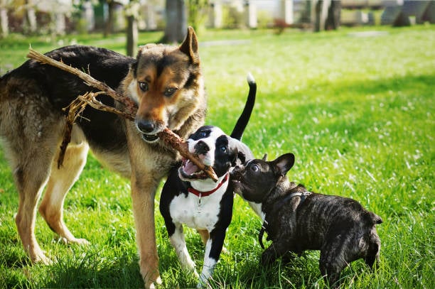 a social butterfly German Shepard playing with two small dogs and a stick