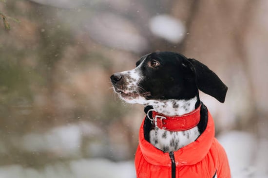 A dog wears an orange coat outside in snow