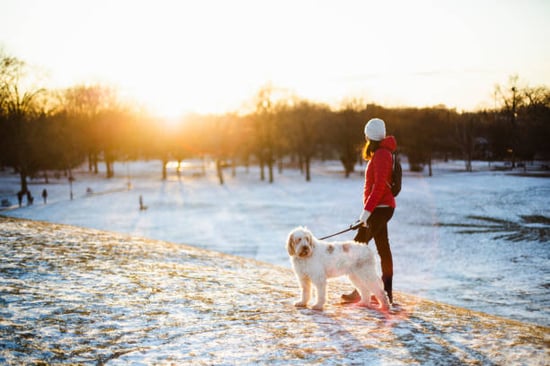A dog and owner walk outside on snow