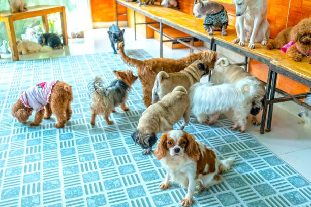 pet facility full of dogs